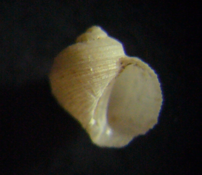 Piccolo gasteropode